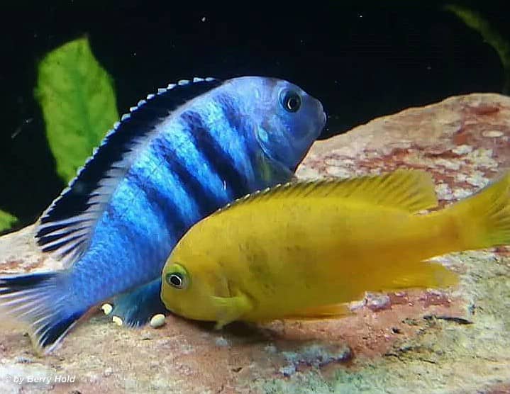 Pseudotropheus saulosi