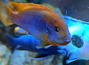 Iodotropheus sprengerae