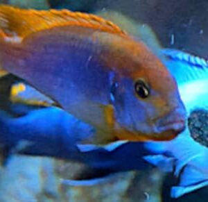 Iodotropheus sprengerae