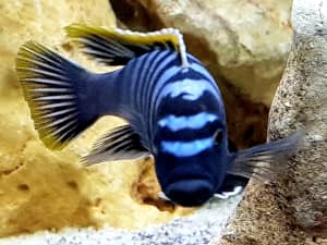 Cynotilaphia afra red top Likoma per acquisto sullo shop