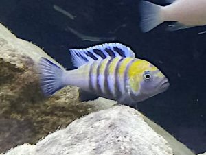 Mbuna, Ciclide africano del lago Malawi, Cynotilapia Afra Cobue