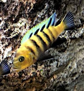 Cynotilapia Lion's Cove, Mbuna africano del lago Malawi