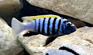 Cynotilapia Afra Zebroide Jalo_Reef le differenze con la red top Likoma