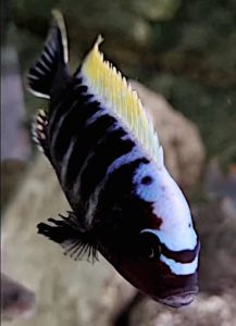 Mbuna, Ciclide africano del lago Malawi Cynotilapia aurifrons Nkhata Bay le differenze con la red top Likoma