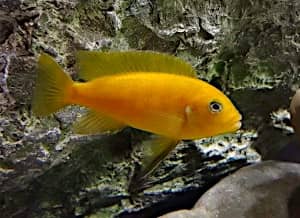 Mbuna del Malawi, Cynotilapia lion iwani ntekete