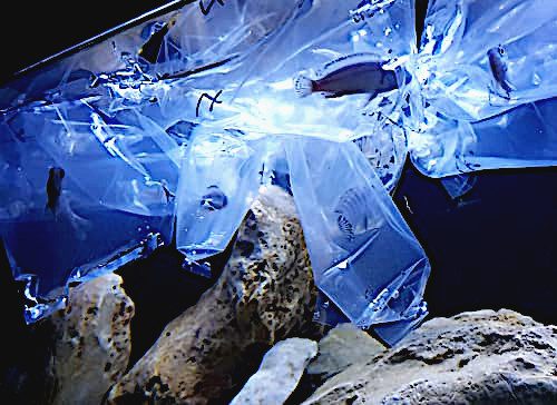 Trasporto pesci vivi in sacchetti da viaggio