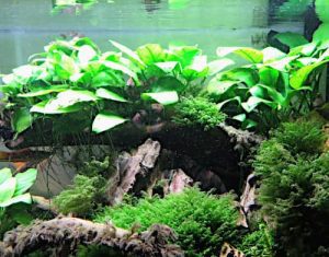 Come piantare o legare Anubias barteri var nana in acquario