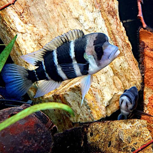 Cyphotilapia frontosa del lago Tanganica