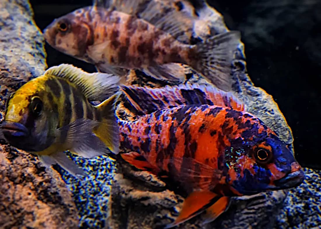 Ciclidi africani dai grandi laghi Malawi, Tanganica e Vittoria al nostro acquario: Haps