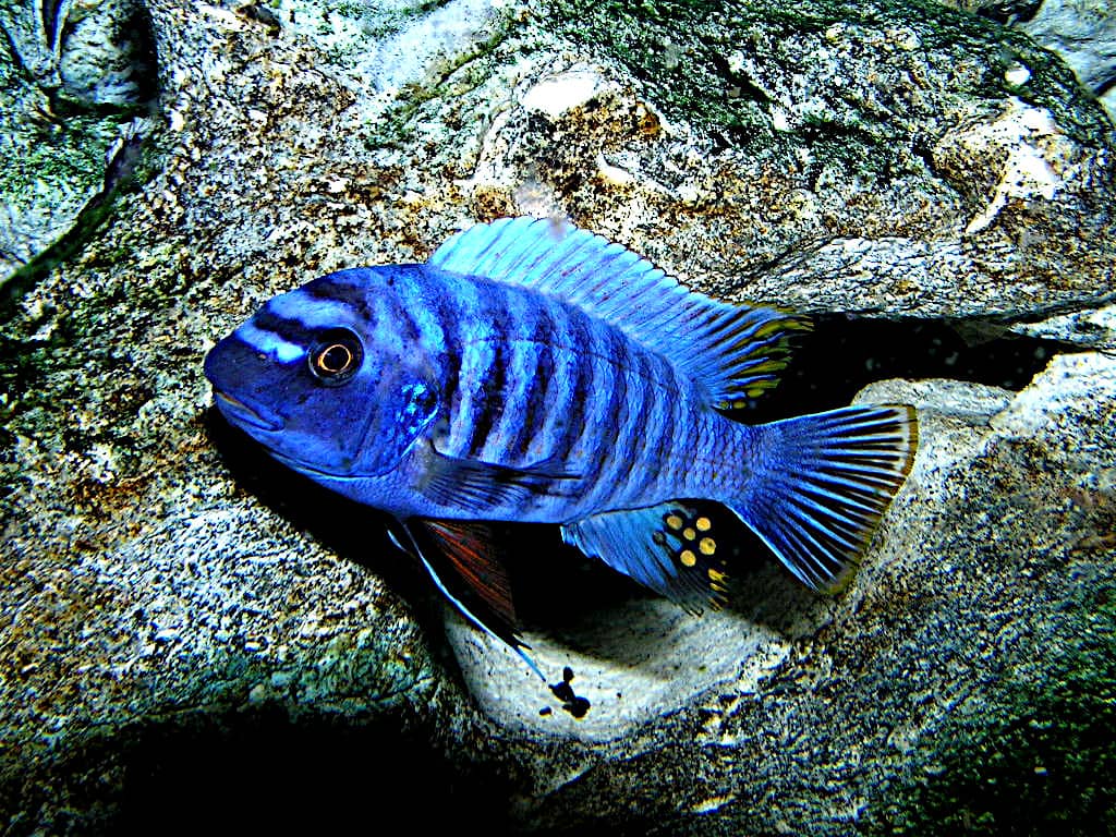 La migliore luce per illuminare i Ciclidi africani cime questo Mbuna del Malawi