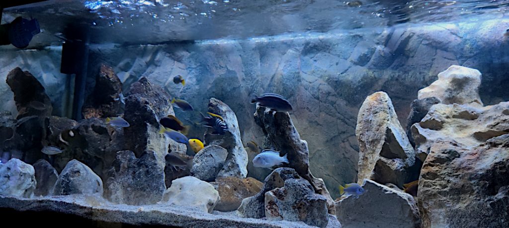 Come allevare, gestire e acquistare i migliori Ciclidi africani Mbuna