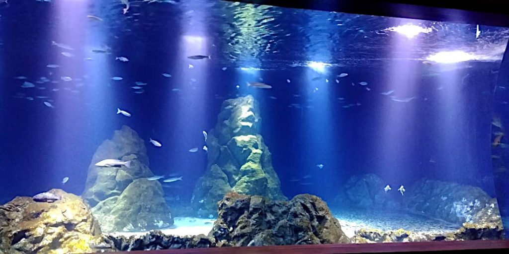 L' illuminazione dell'acquario dolce, la luce blu