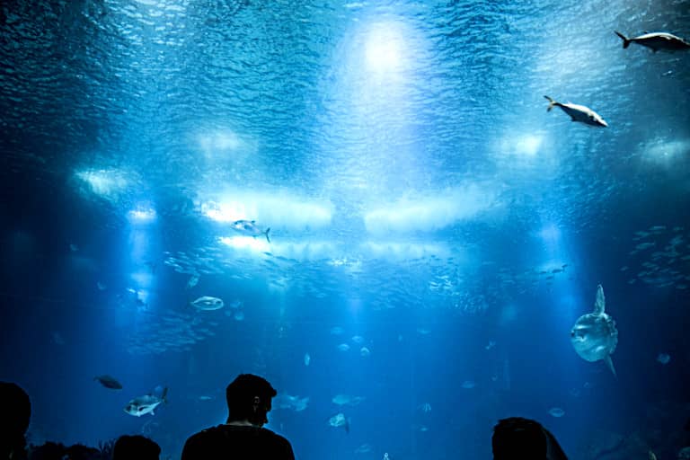 L'acqua limpida grazie ad un buon filtro esterno acquario