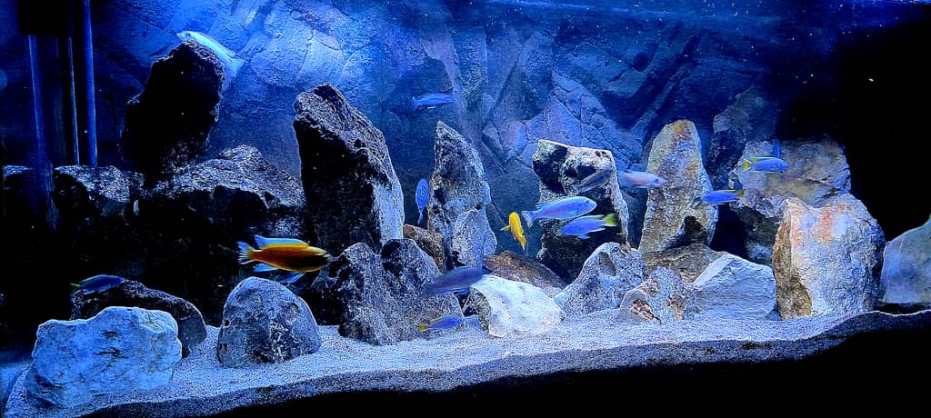 Layout di un acquario d'acqua dolce di Mbuna del Malawi