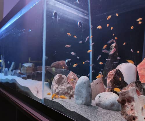 Gli acquari dove riprodurre i CIclidi Malawi