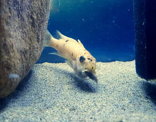 Ciclidi africani del Malawi e riproduzione, l'importanza delle cure parentali