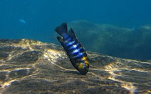 Come fare un allevamento di Ciclidi africani come in natura