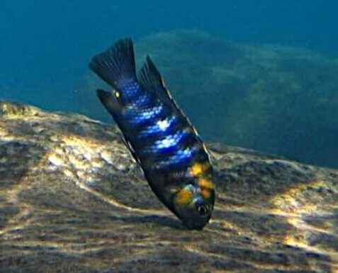 Ciclide wild del Malawi che si prepara per la riproduzione