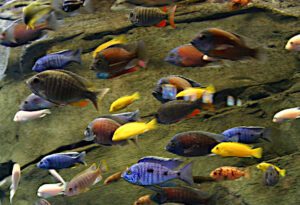 L'abbinamento tra i pesci del lago Malawi