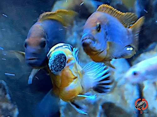 Mbuna del Malawi riproduttori di Ciclidi africani bellissimi