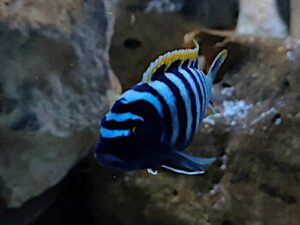 Come diventa bello il Ciclide africano se si sa come allestire l'acquario di questi pesci