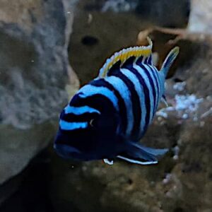 Mbuna del Malawi: Cynotilapia afra red top Likoma