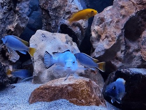 I pesci riproduttori di Ciclidi africani del Malawi