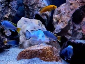 Belli come Wild Ciclidi Mbuna compatibili in acquario