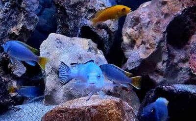 Ciclidi africani del lago Malawi in vendita: Mbuna - Chindongo socolofi