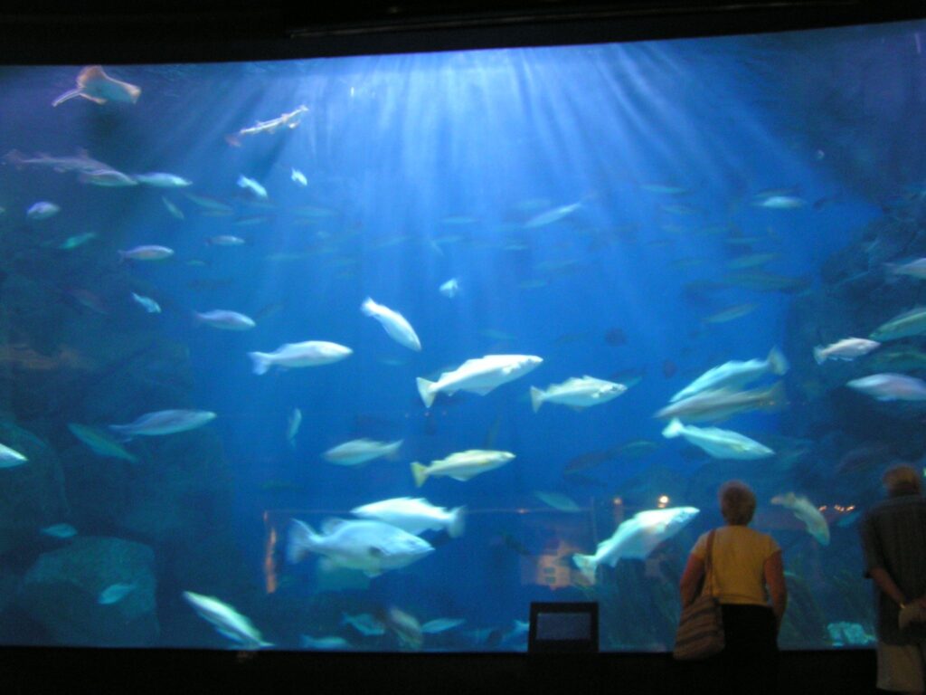 L'illuminazione in acquario dolce, la luce per i pesci