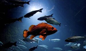 La lampada naturale per l' illuminazione dell'acquario dolce per la migliore luce