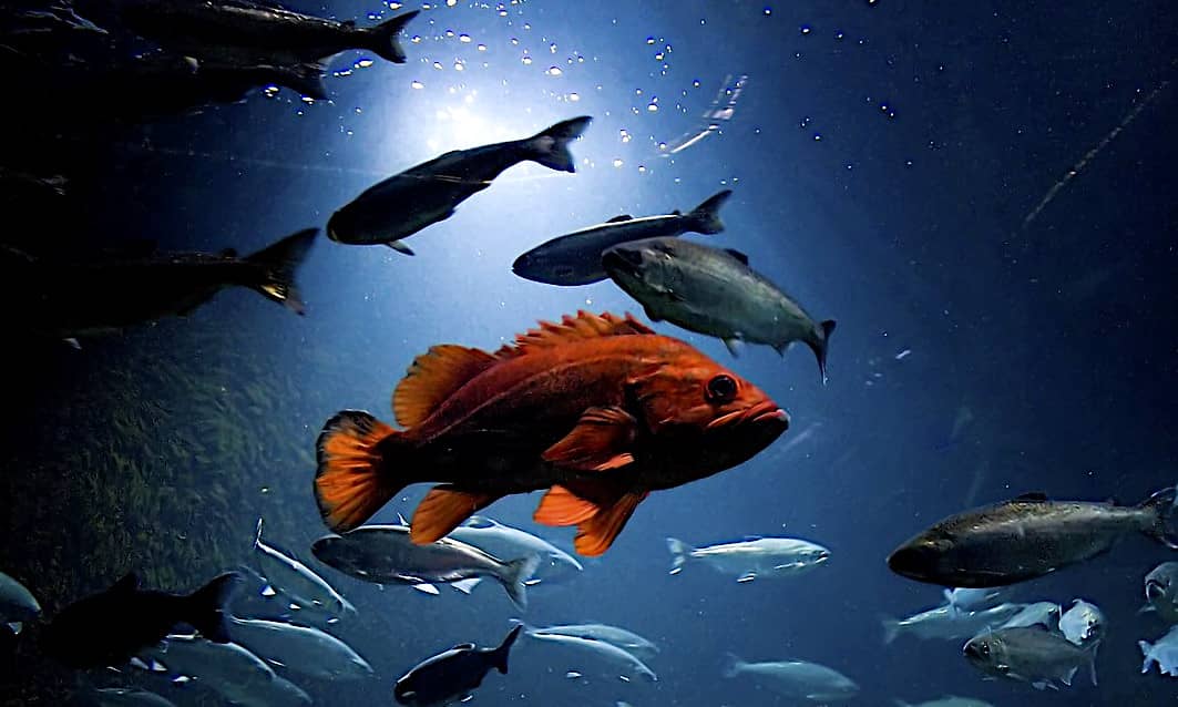 Guida alla illuminazione dell'acquario dolce per la migliore luce