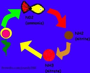 Avvenuto il Ciclo dell'Azoto si può determinare quanti pesci possono stare in un acquario