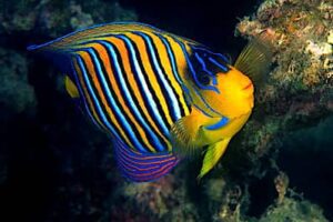 Un pesce angelo reale