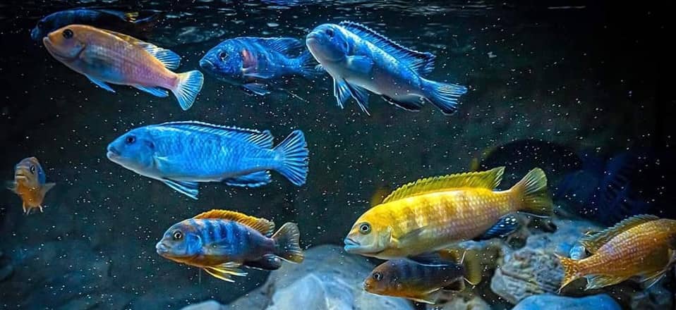 Pesci per acquari d'acqua dolce tropicale, Ciclidi africani del Malawi