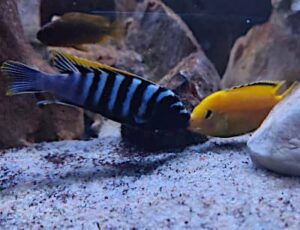 L'importanza di valutare l'aggressività per sapere quanti pesci inserire in acquarioQuanti pesci aggressivi inserire