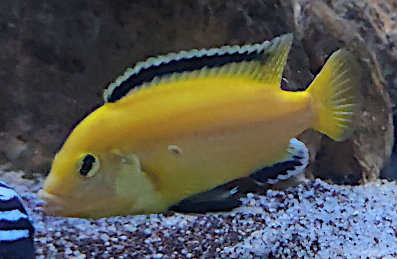 Labidochromi caeruleus