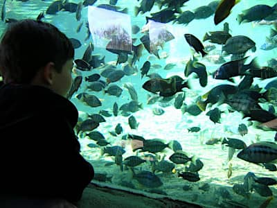 In bambino guarda i Ciclidi africani, le specie