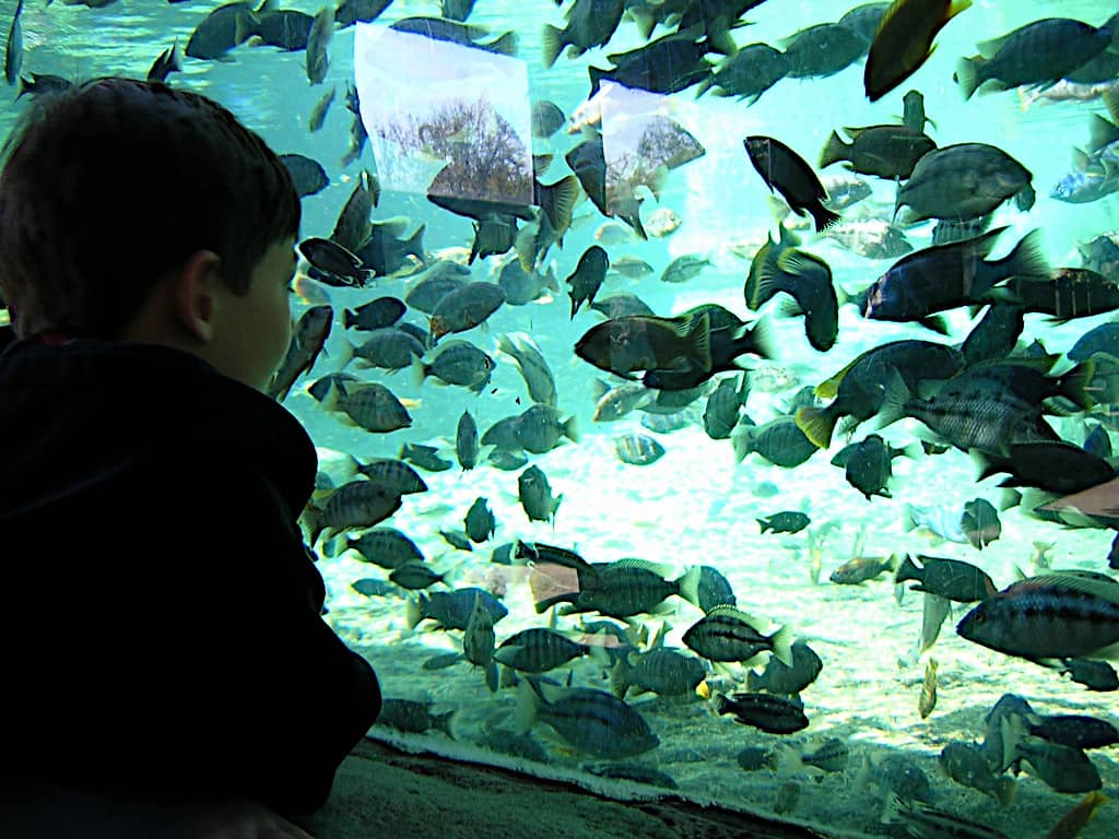 Ciclidi africani, le specie del lago Malawi ammirate da un bambino in un acquario