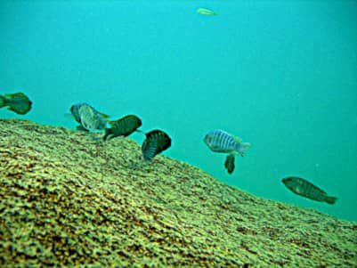 Ciclidi africani del lago Malawi