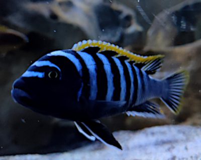 Ciclide africano Mbuna speie Cynotilapia red top Likoma
