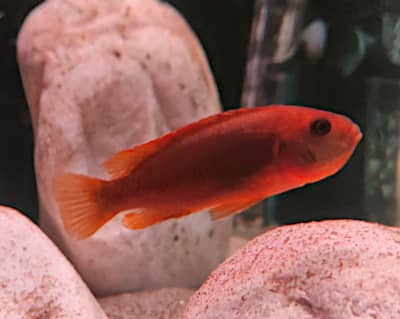 Ciclide africano Mbuna, specie Iodotropheus Sprengerae