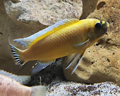 Ciclide africano Mbuna, specie labeotropheus trewavasae ochre chilumba