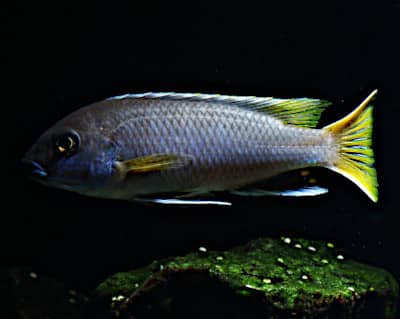 Ciclide africano Mbuna, specie Pseudotropheus acei Luwala