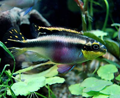 Ciclidi Nani Africani: Pelvicachromis Pulcher