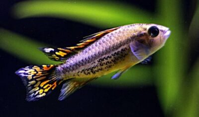 Un bellissimo pesce per acquario del Sud America