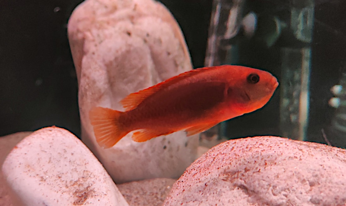 Iodotropheus sprengerae