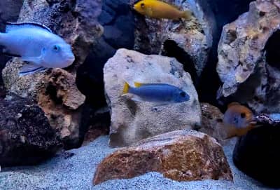 Un acquario con specie Mbuna del lago Malawi