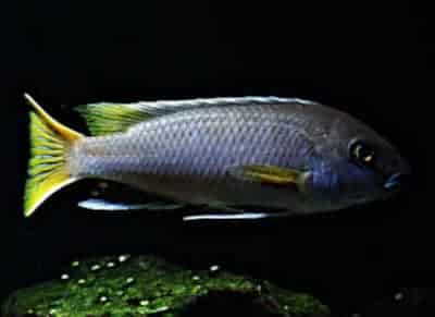 Pseudotropheus acei Luwala