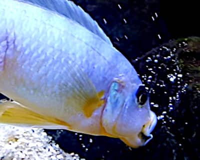 Una Specie Mbuna del lago Malawi in cerca di cibo tra le rocce